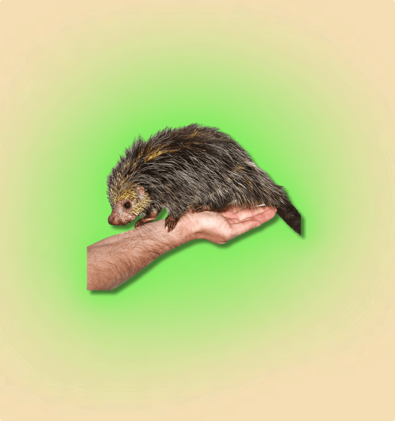 Black Tailed Hairy Dwarf Porcupine Pair - All Angles Creatures