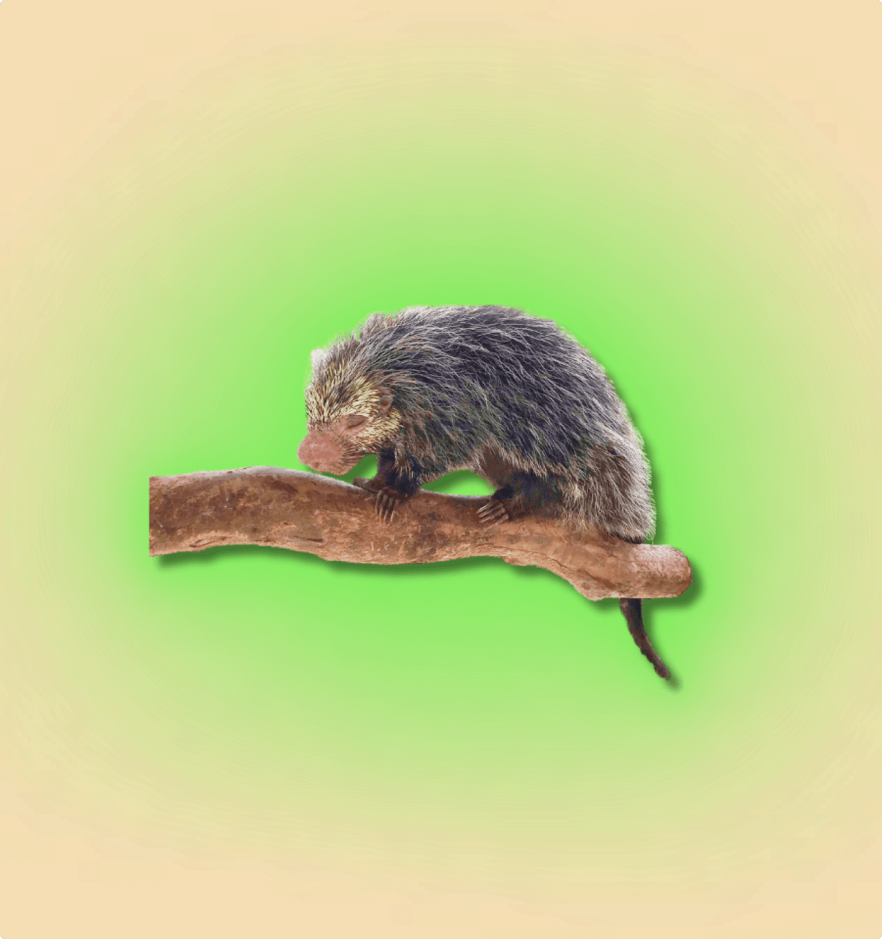 Black Tailed Hairy Dwarf Porcupine Pair - All Angles Creatures