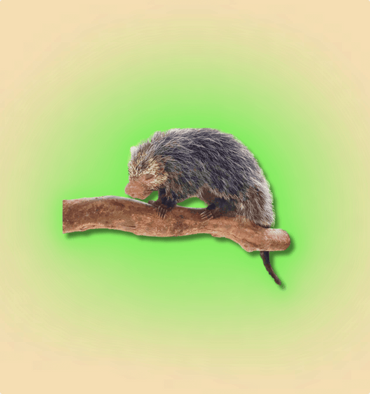 Black Tailed Hairy Dwarf Porcupine Pair - All Angles Creatures