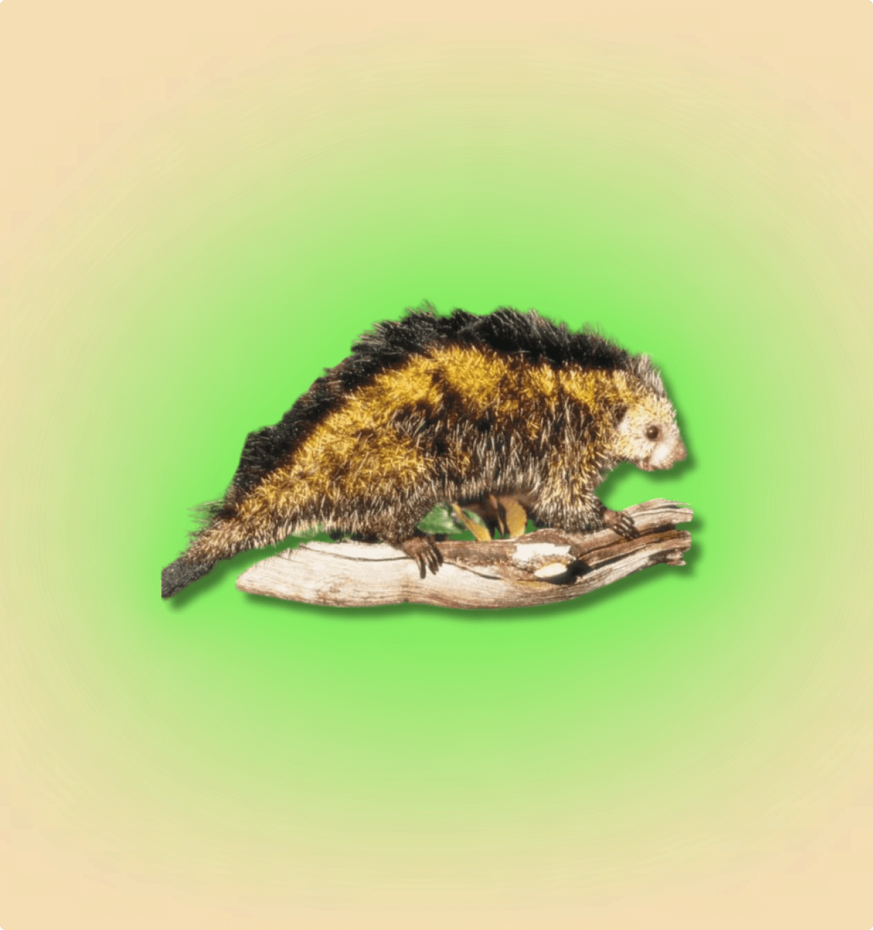 Black Tailed Hairy Dwarf Porcupine Pair - All Angles Creatures