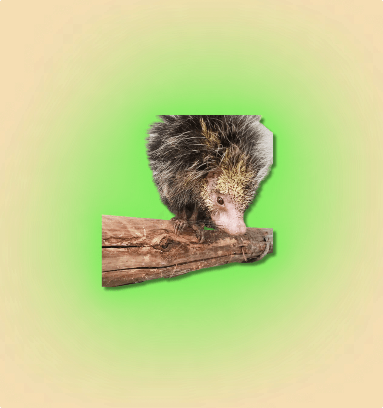 Black Tailed Hairy Dwarf Porcupine Pair - All Angles Creatures