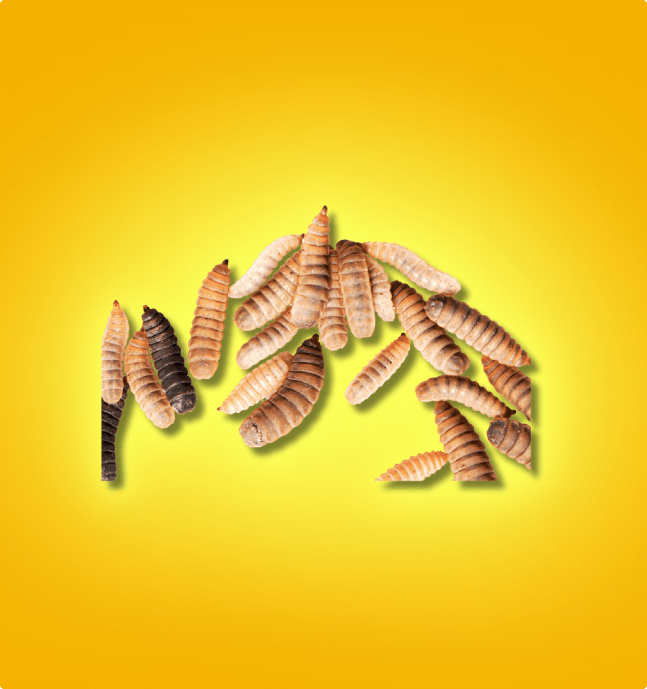 Live BSFL – A Must-Have in Every Feeder Rotation