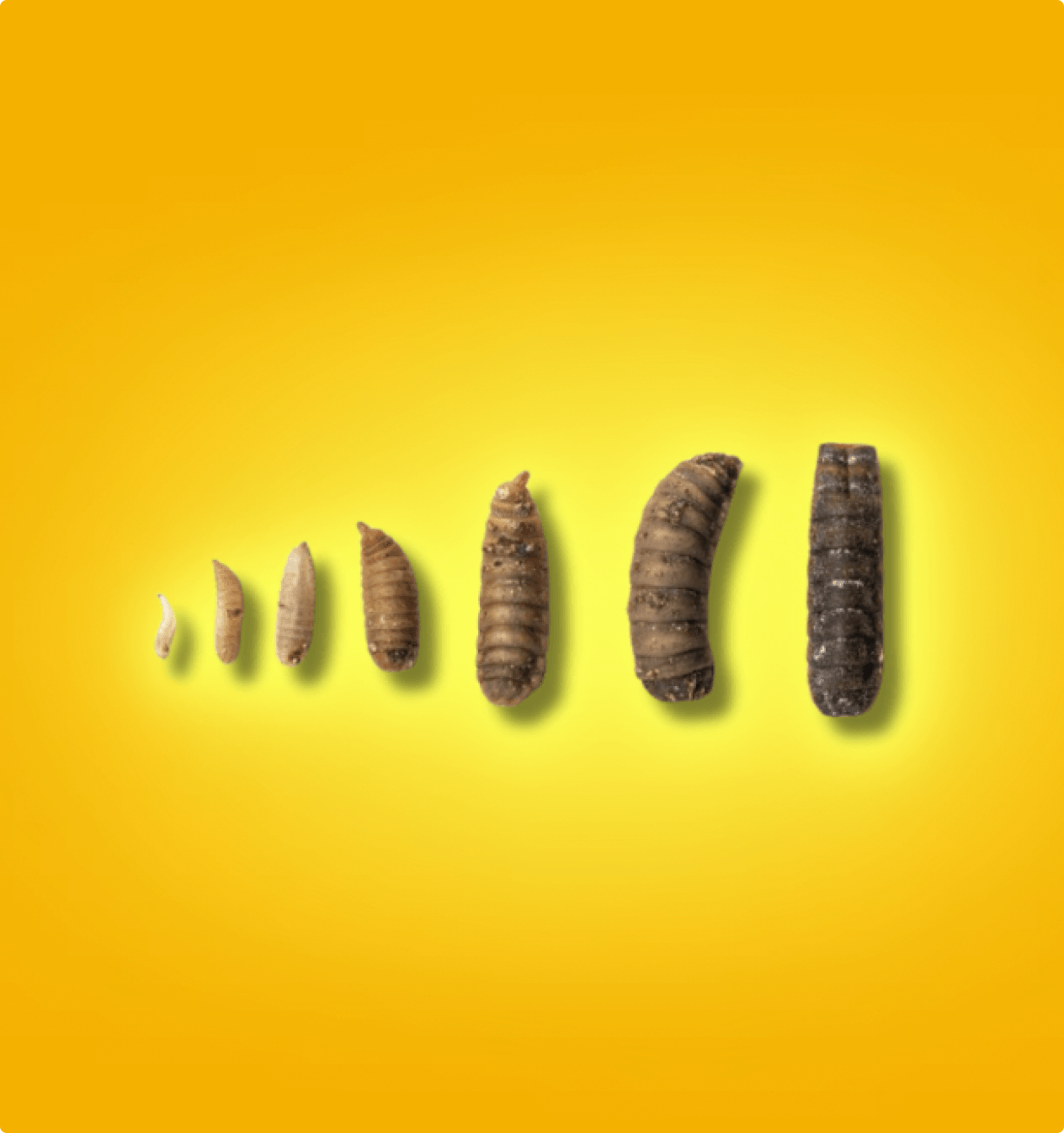 Live BSFL – A Must-Have in Every Feeder Rotation