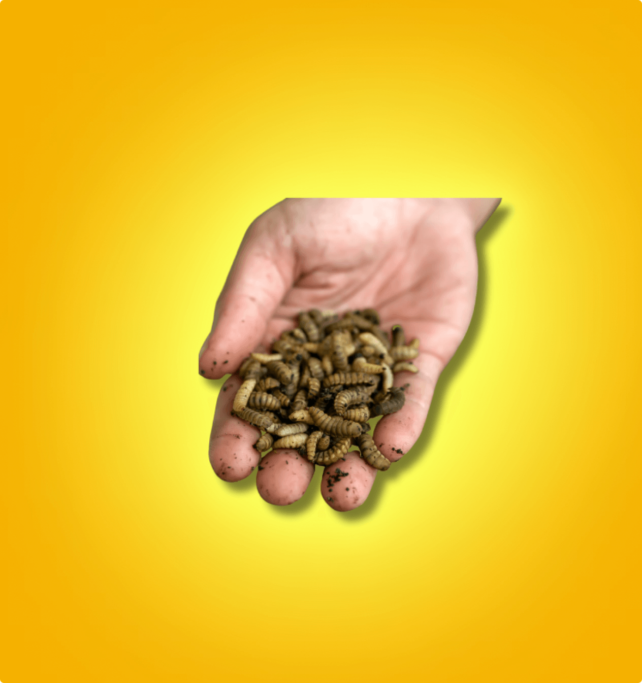 Live BSFL – A Must-Have in Every Feeder Rotation