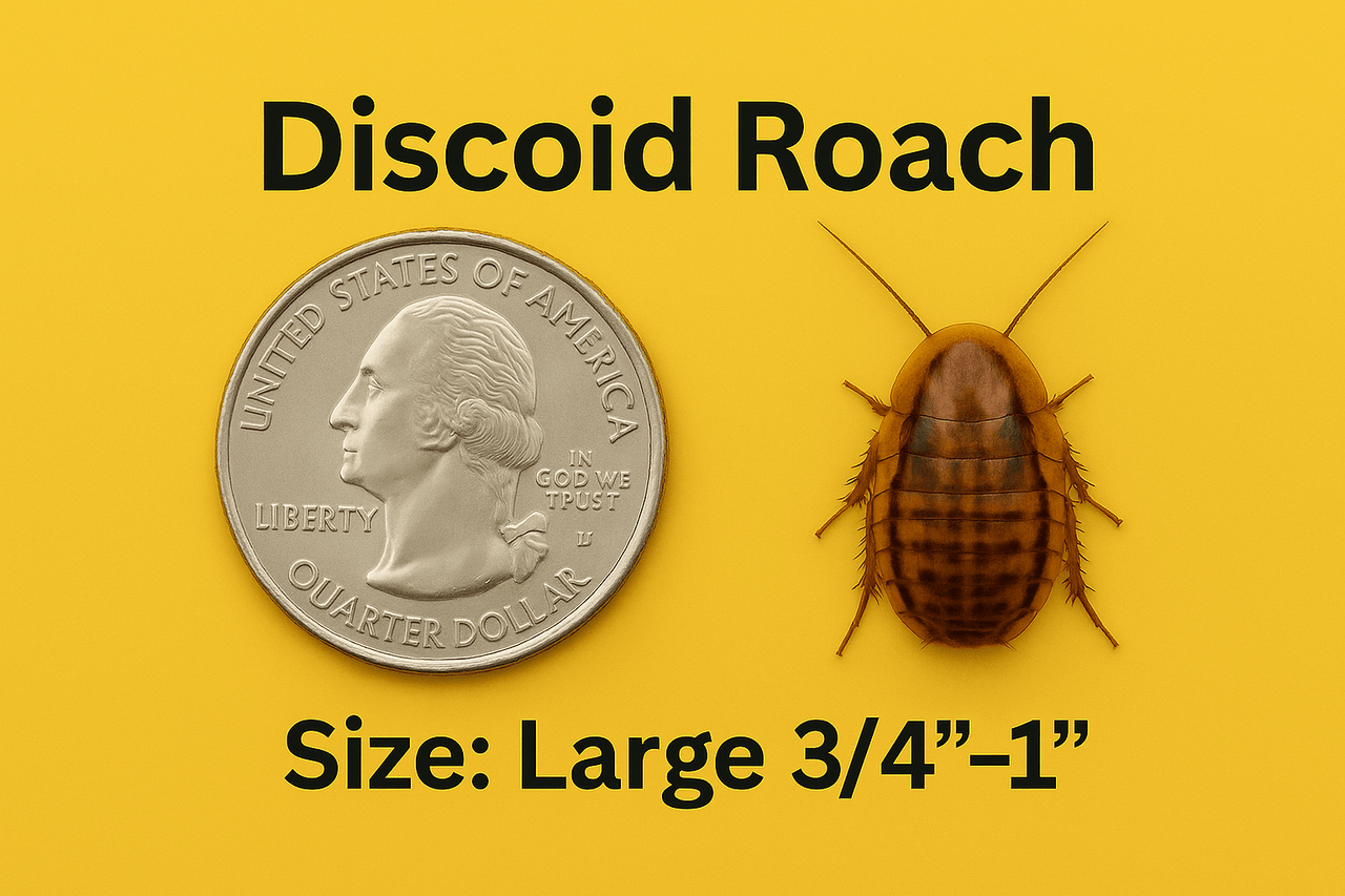 Discoid Roaches – The Feeder That Fires Up Instincts - All Angles Creatures