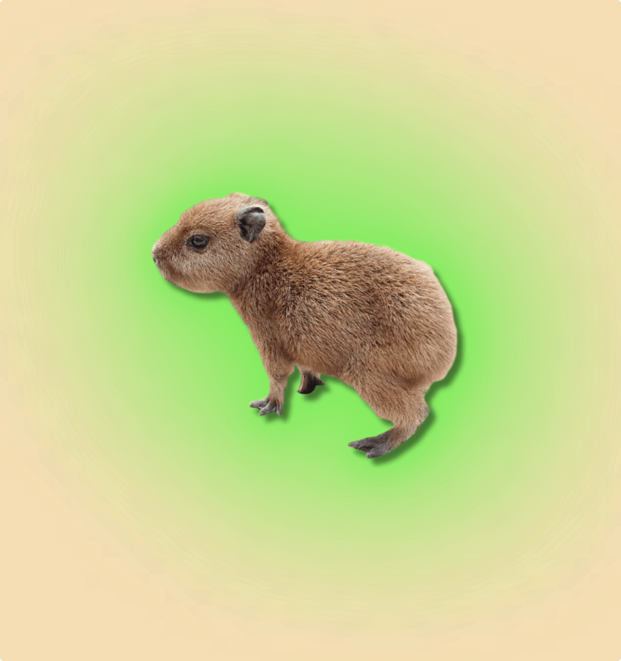 Capybara - All Angles Creatures