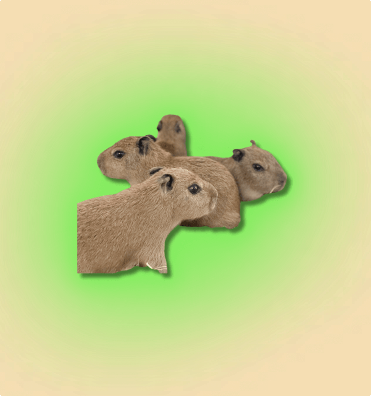 Capybara - All Angles Creatures
