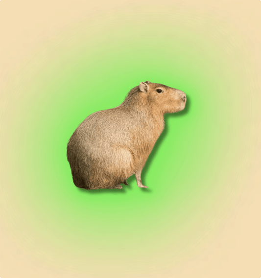 Capybara - All Angles Creatures