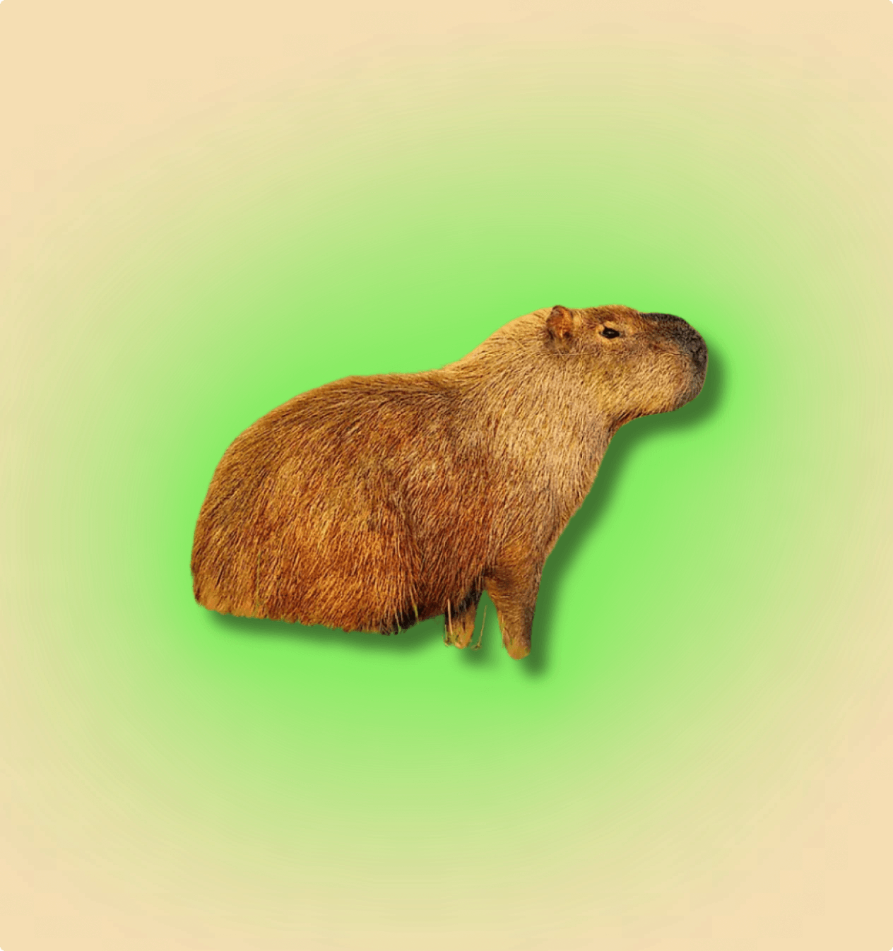 Capybara - All Angles Creatures
