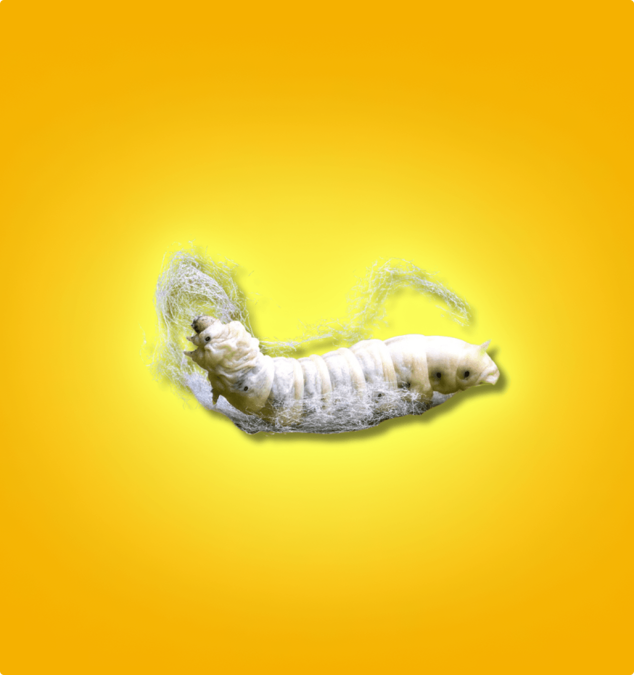 Cup of live silkworms ready to ship – soft-bodied nutritious feeder insects online