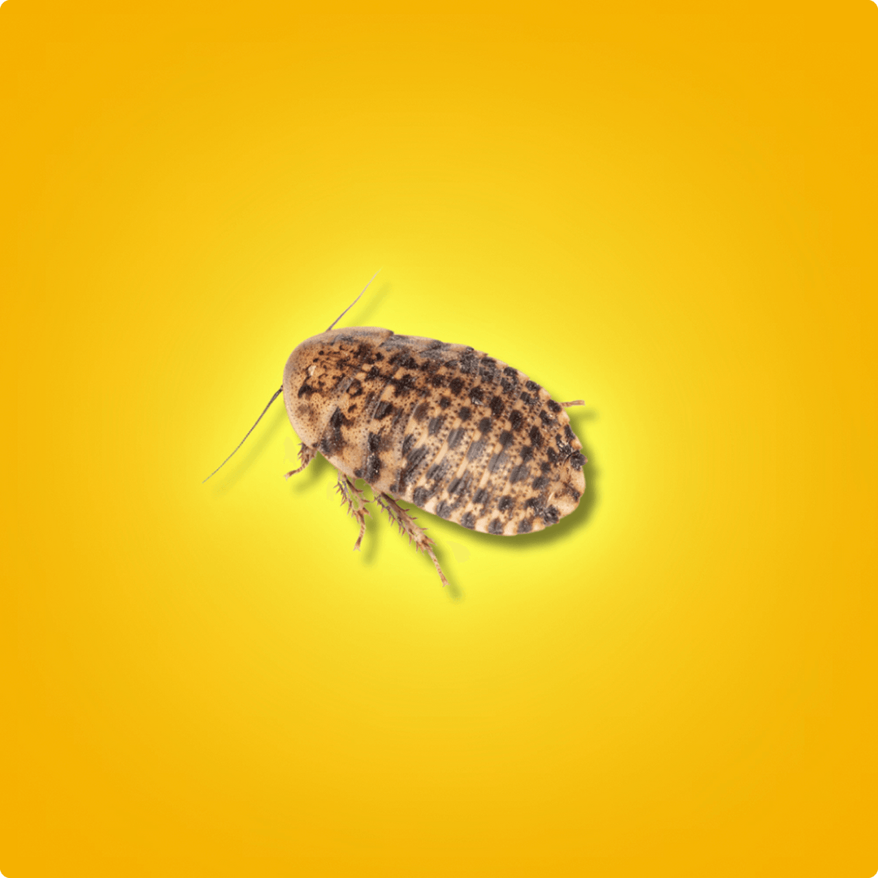 Discoid Roaches – The Feeder That Fires Up Instincts