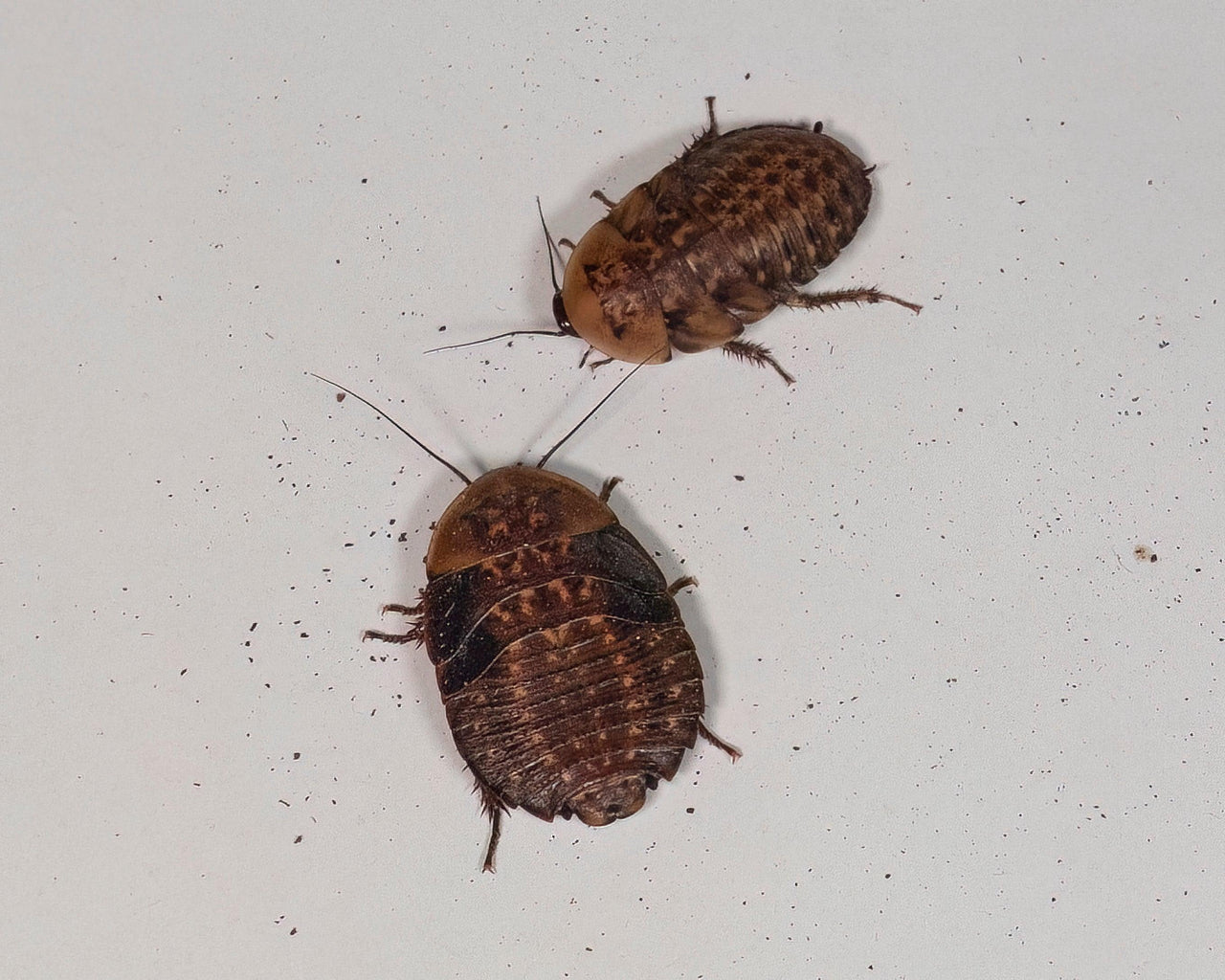 Discoid Roaches – The Feeder That Fires Up Instincts - All Angles Creatures