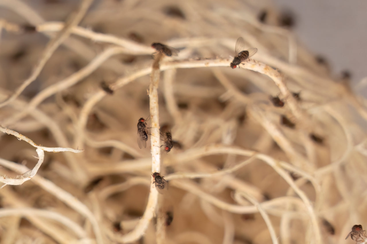 Melanogaster Fruit Flies