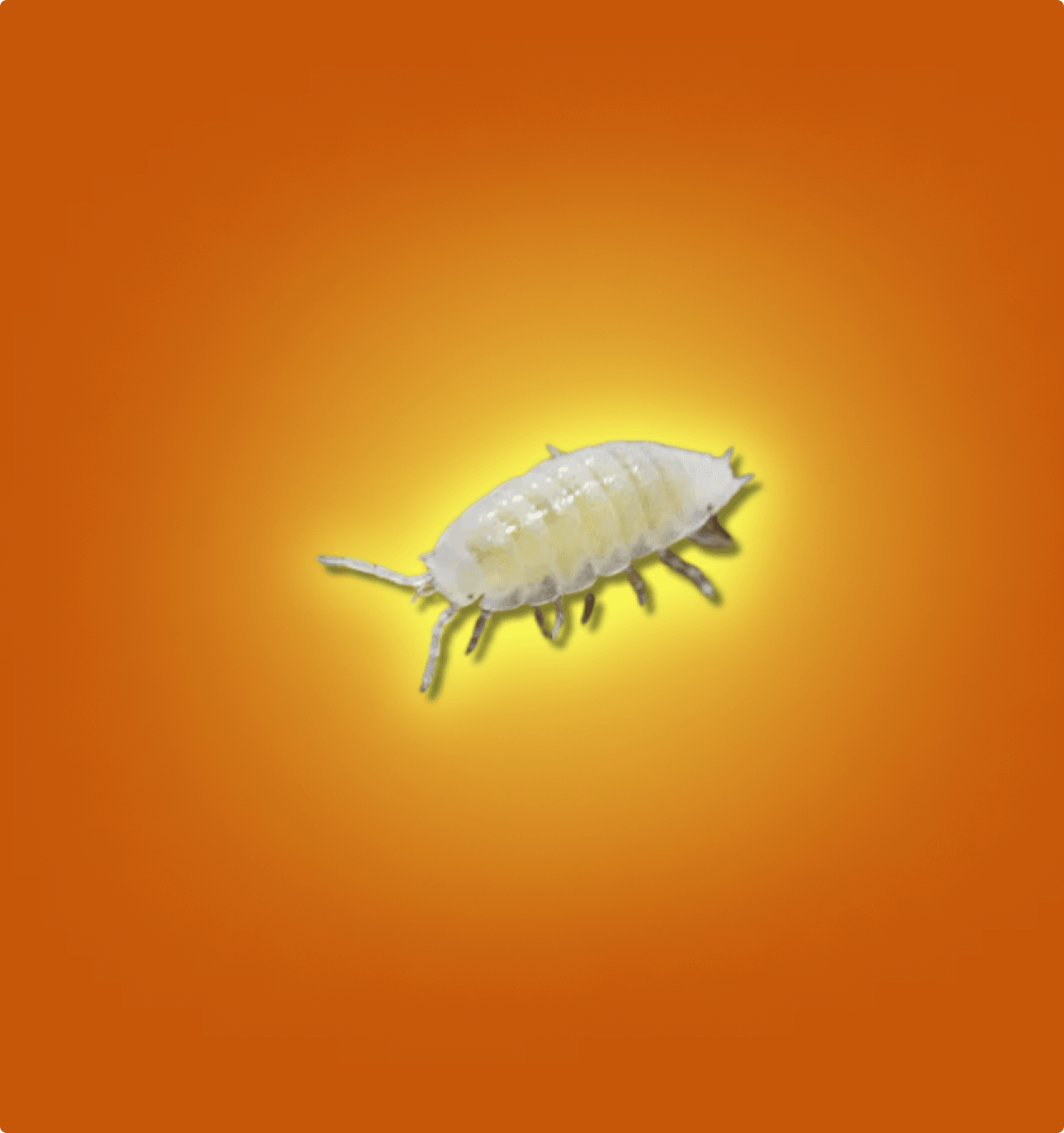 Dwarf White Isopods