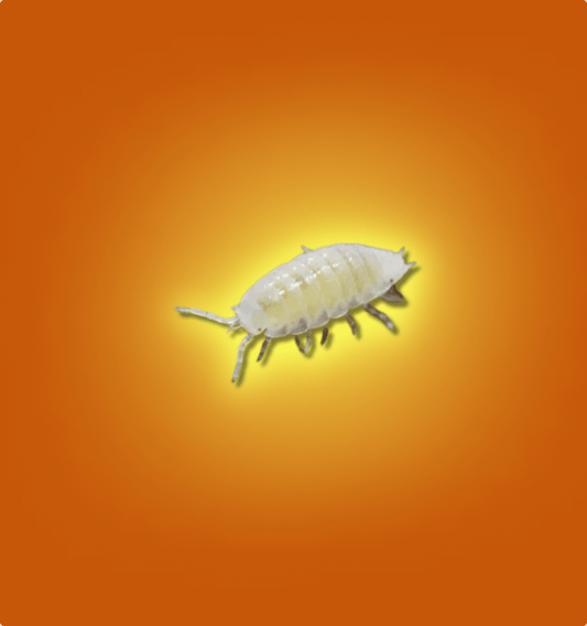 Dwarf White Isopods - All Angles Creatures