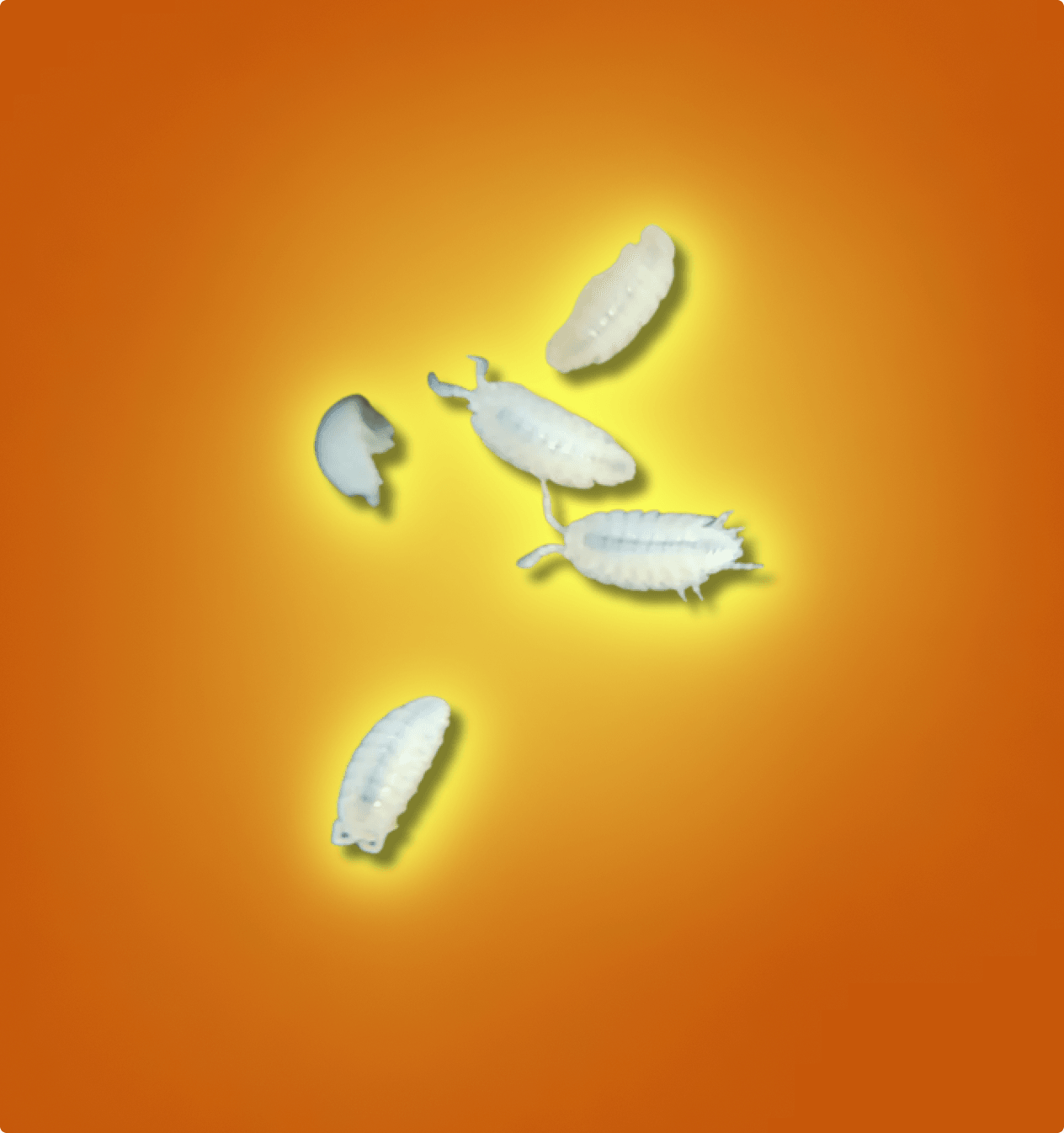 Dwarf White Isopods