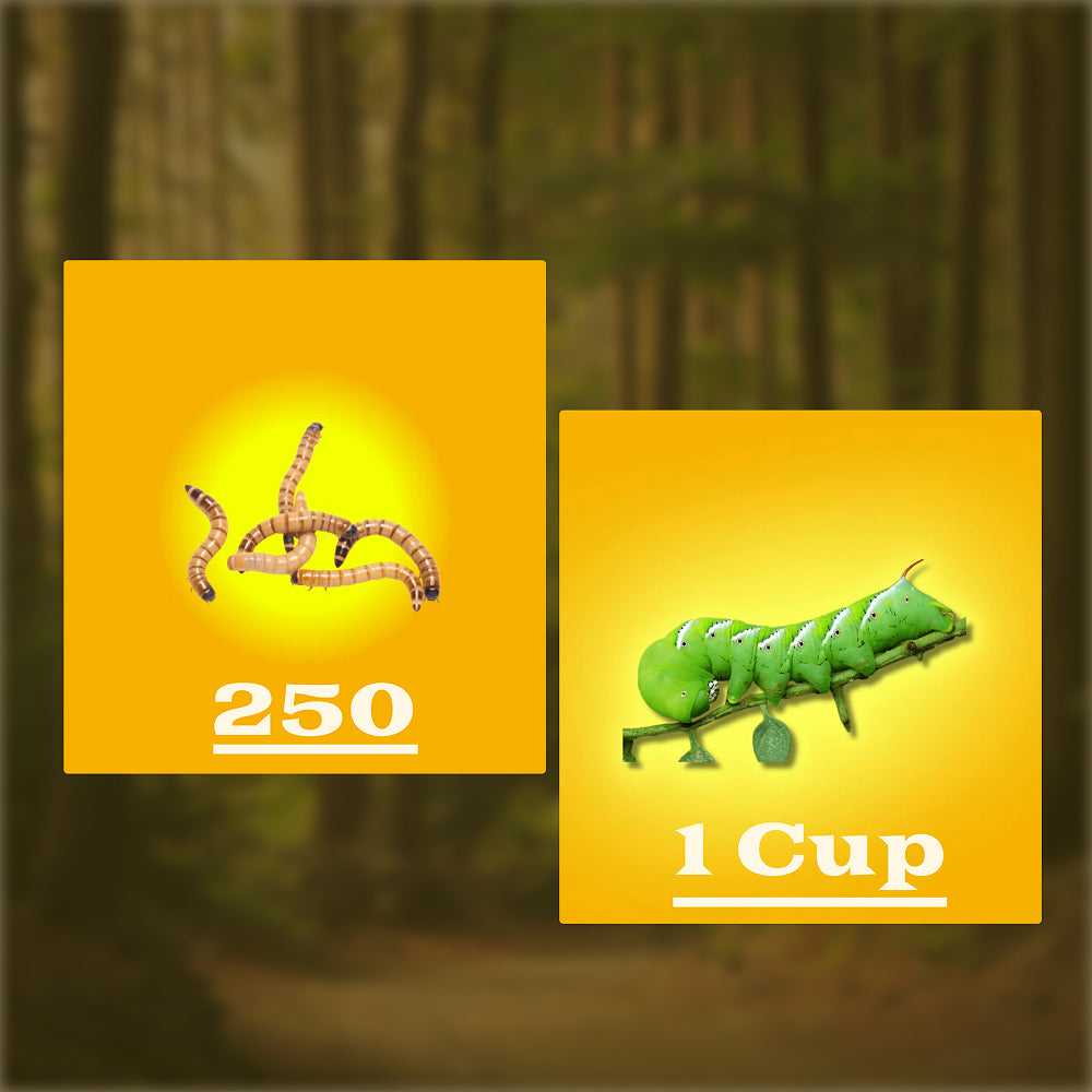 Superworm Lovers Pack