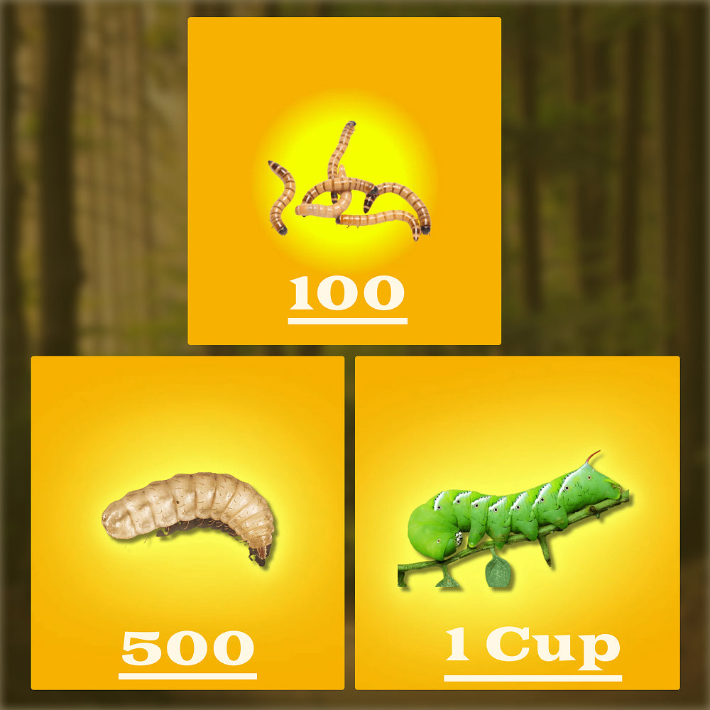 Dragon Feast Pack