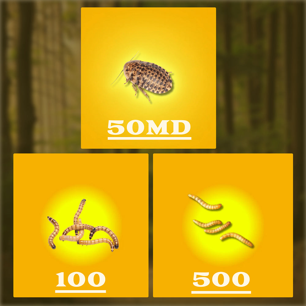 Roach and Worm Combo