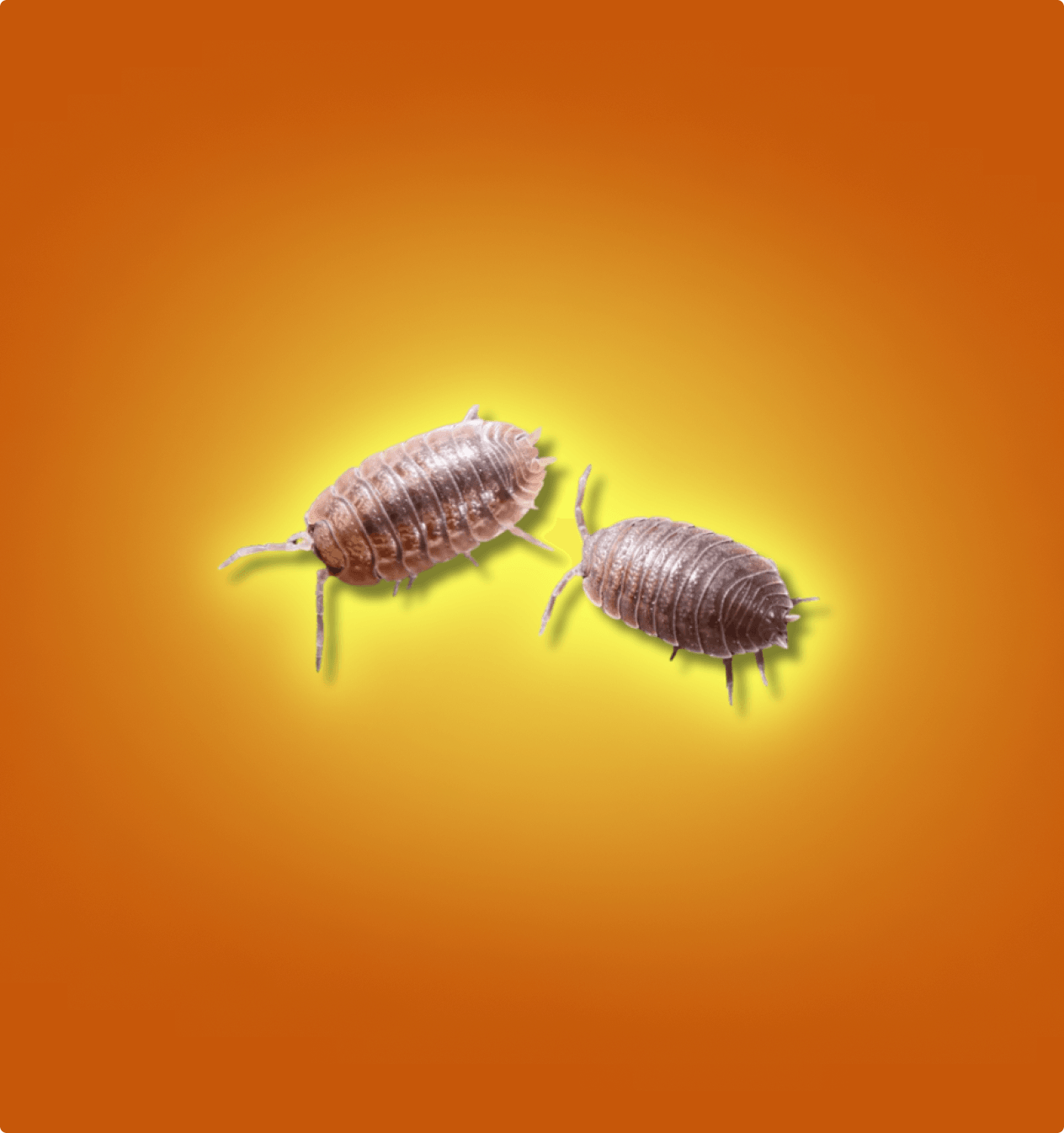 Giant Canyon (Porcellio Dilatatus) Isopods