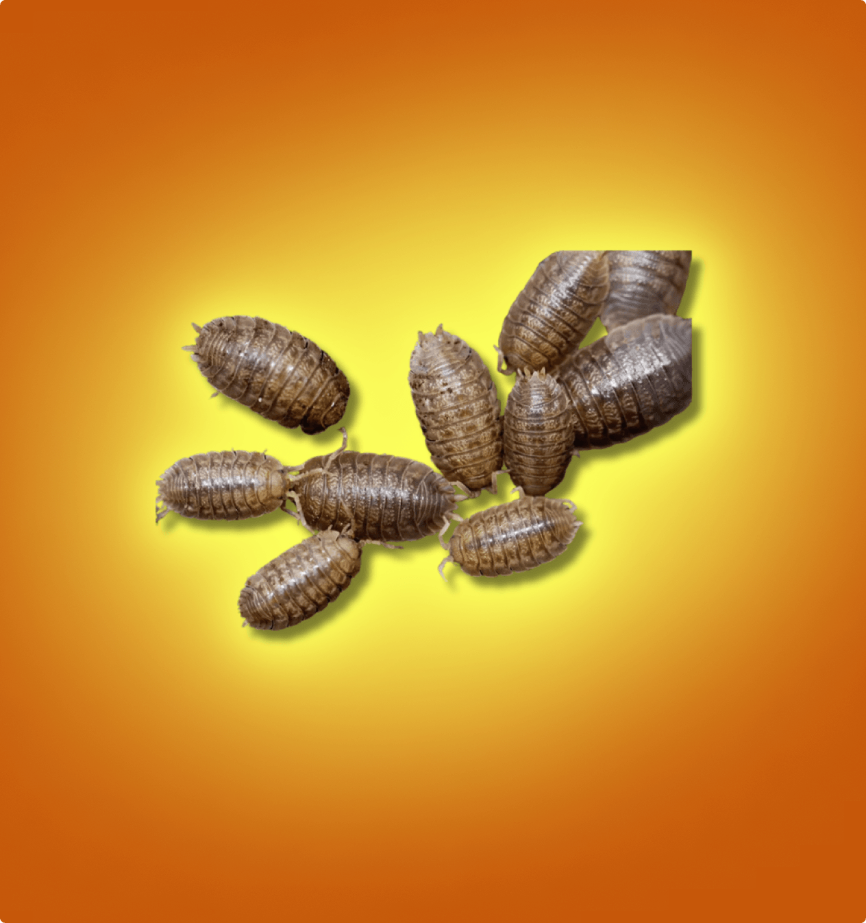 Giant Canyon (Porcellio Dilatatus) Isopods
