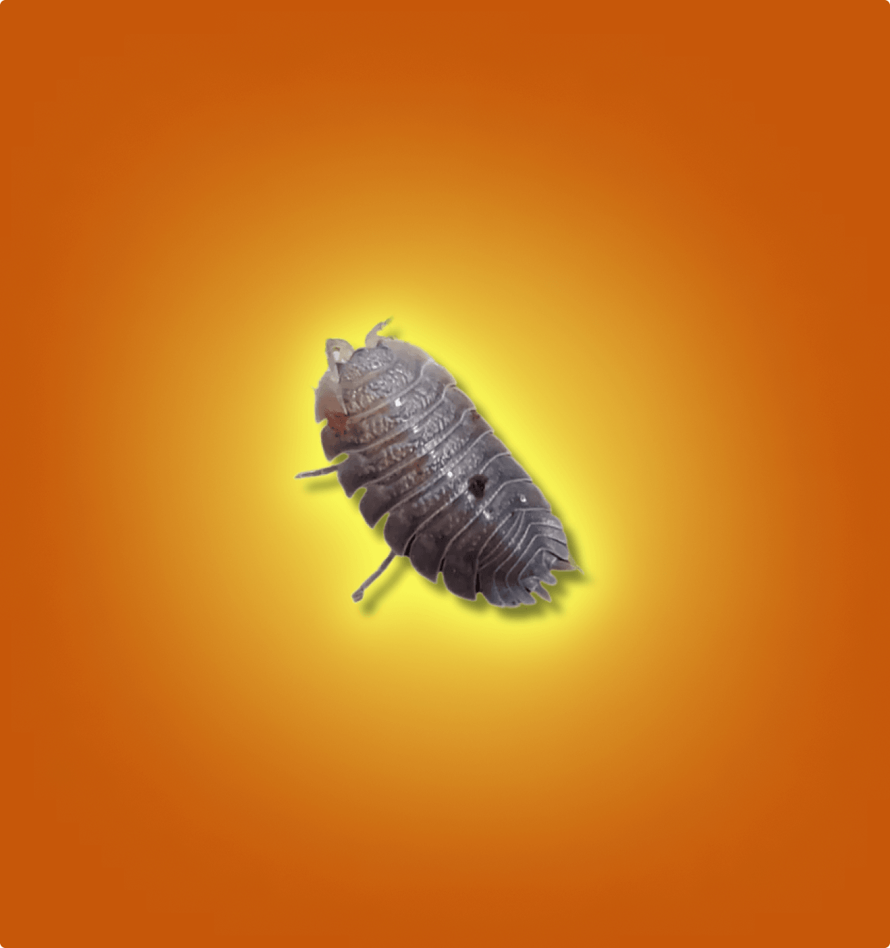 Giant Canyon (Porcellio Dilatatus) Isopods