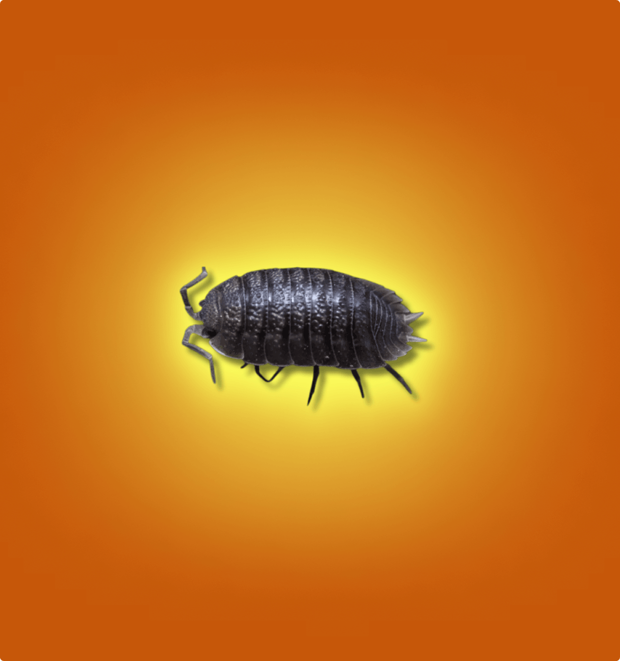 Giant Canyon (Porcellio Dilatatus) Isopods