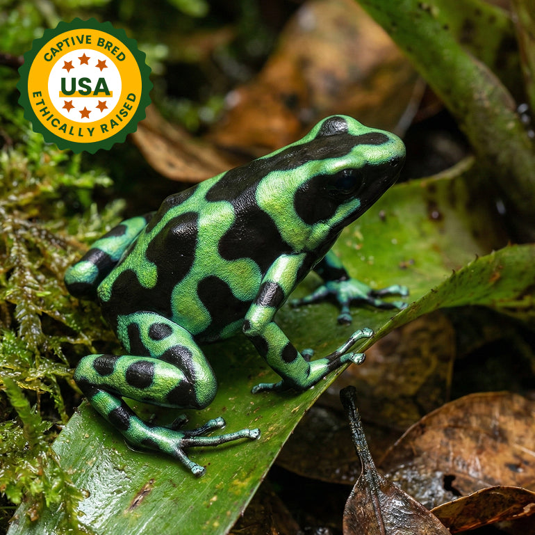 C.B. Green & Black Auratus Dart Frog (Dendrobates auratus)