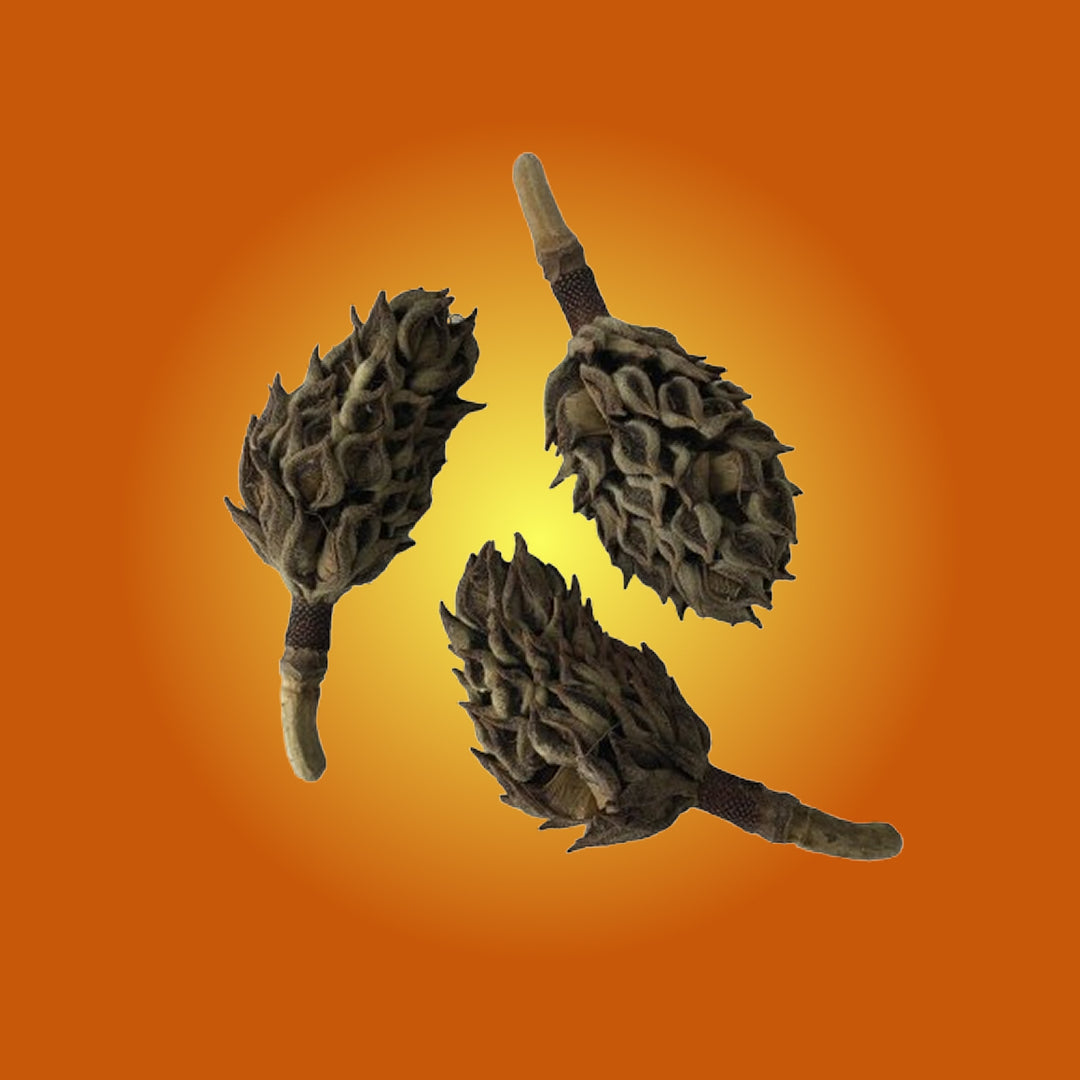 Magnolia Seed Pods (Bioactive Terrarium Botanicals)