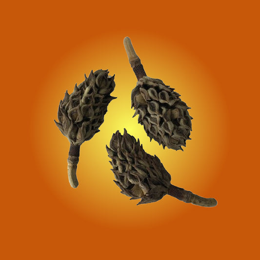 Magnolia Seed Pods (Bioactive Terrarium Botanicals)