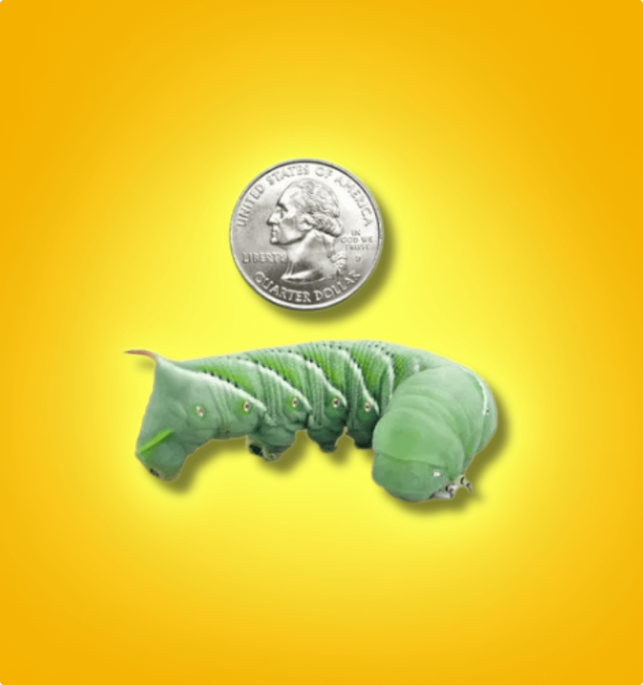 Hornworms