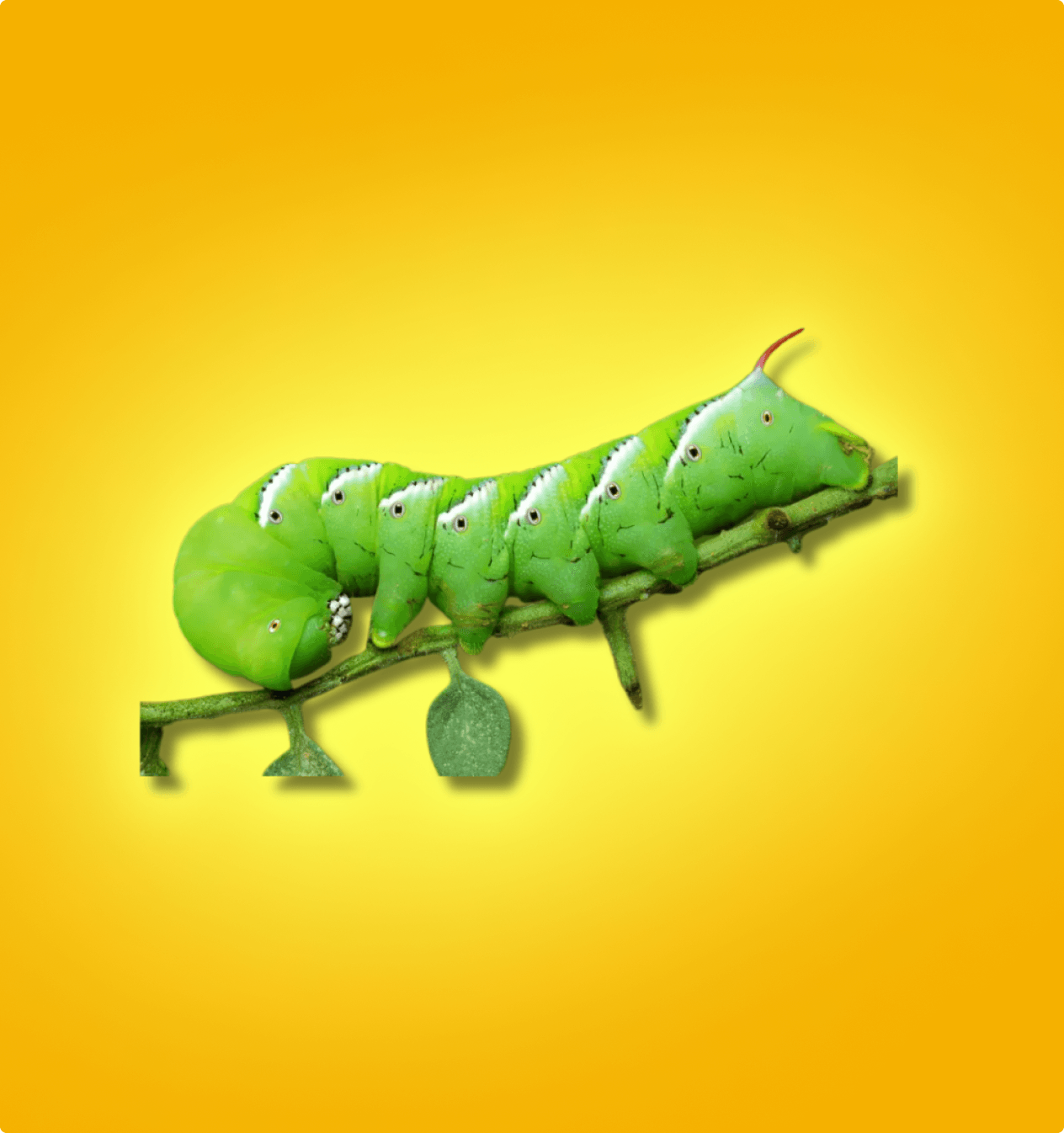 Hornworms