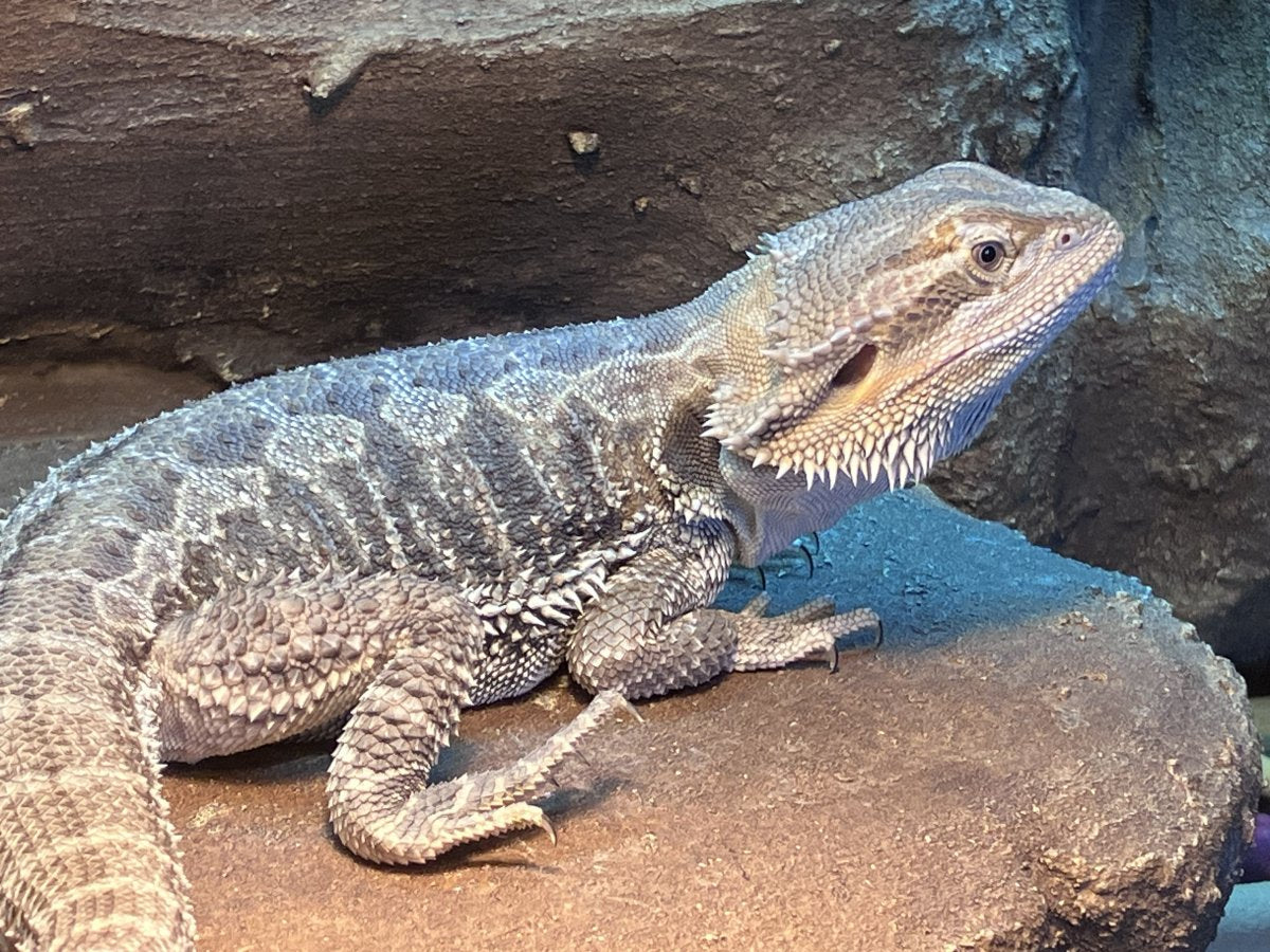 Bearded Dragon