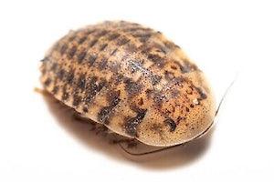 Discoid Roaches – The Feeder That Fires Up Instincts - All Angles Creatures