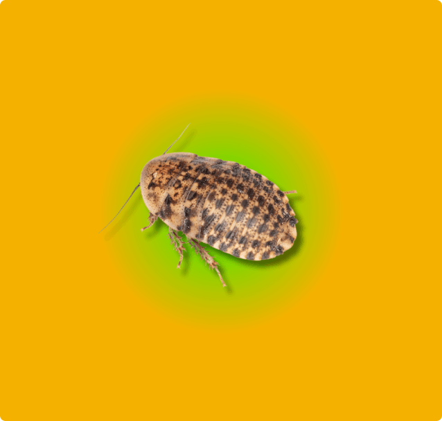 Discoid Roaches – The Feeder That Fires Up Instincts