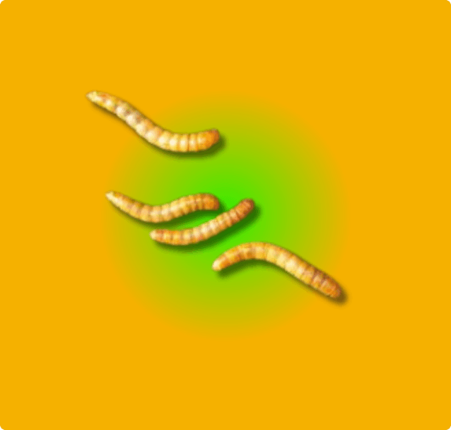 Mealworms