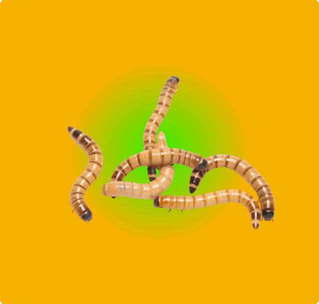 Superworms