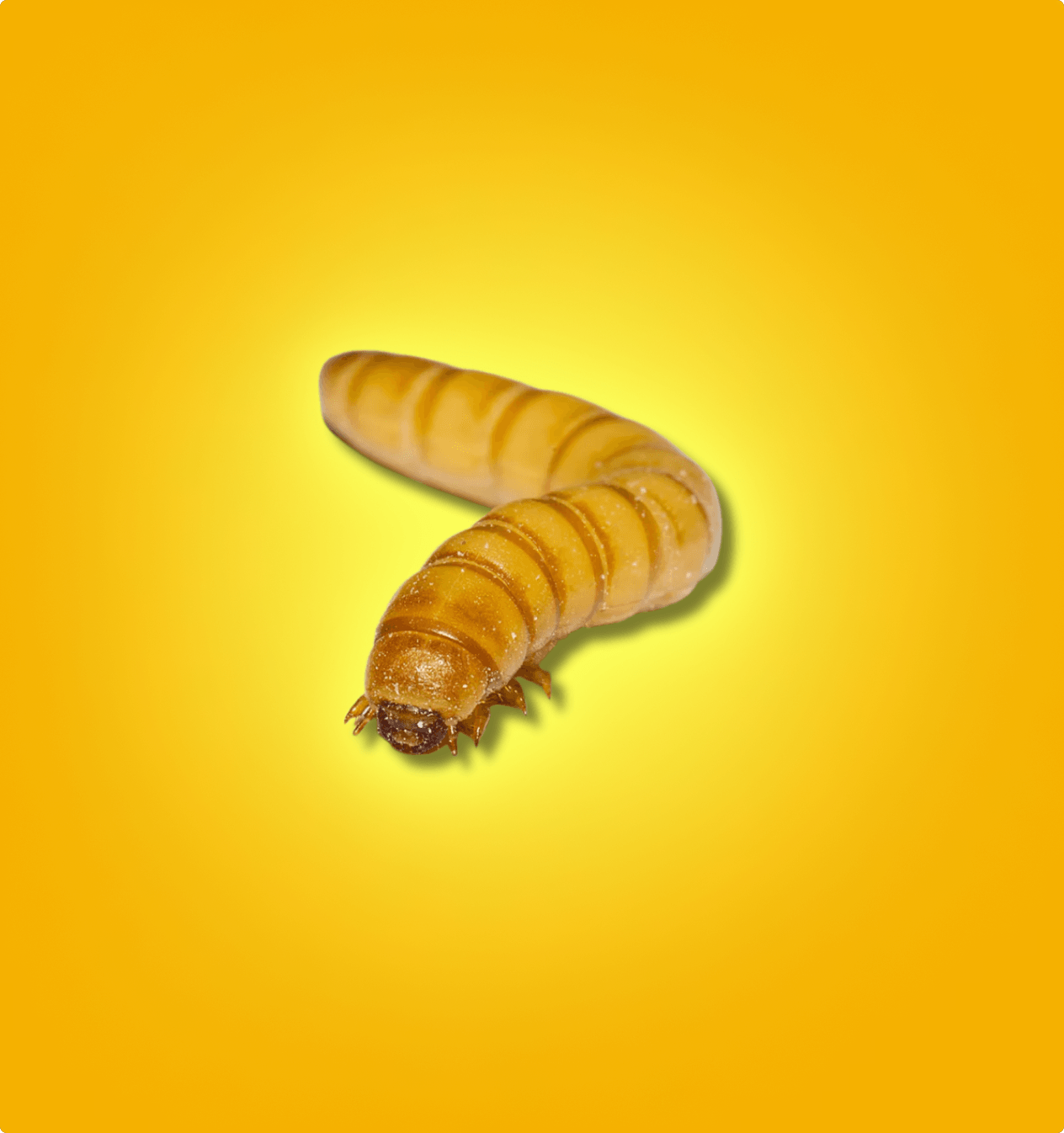 Mealworms