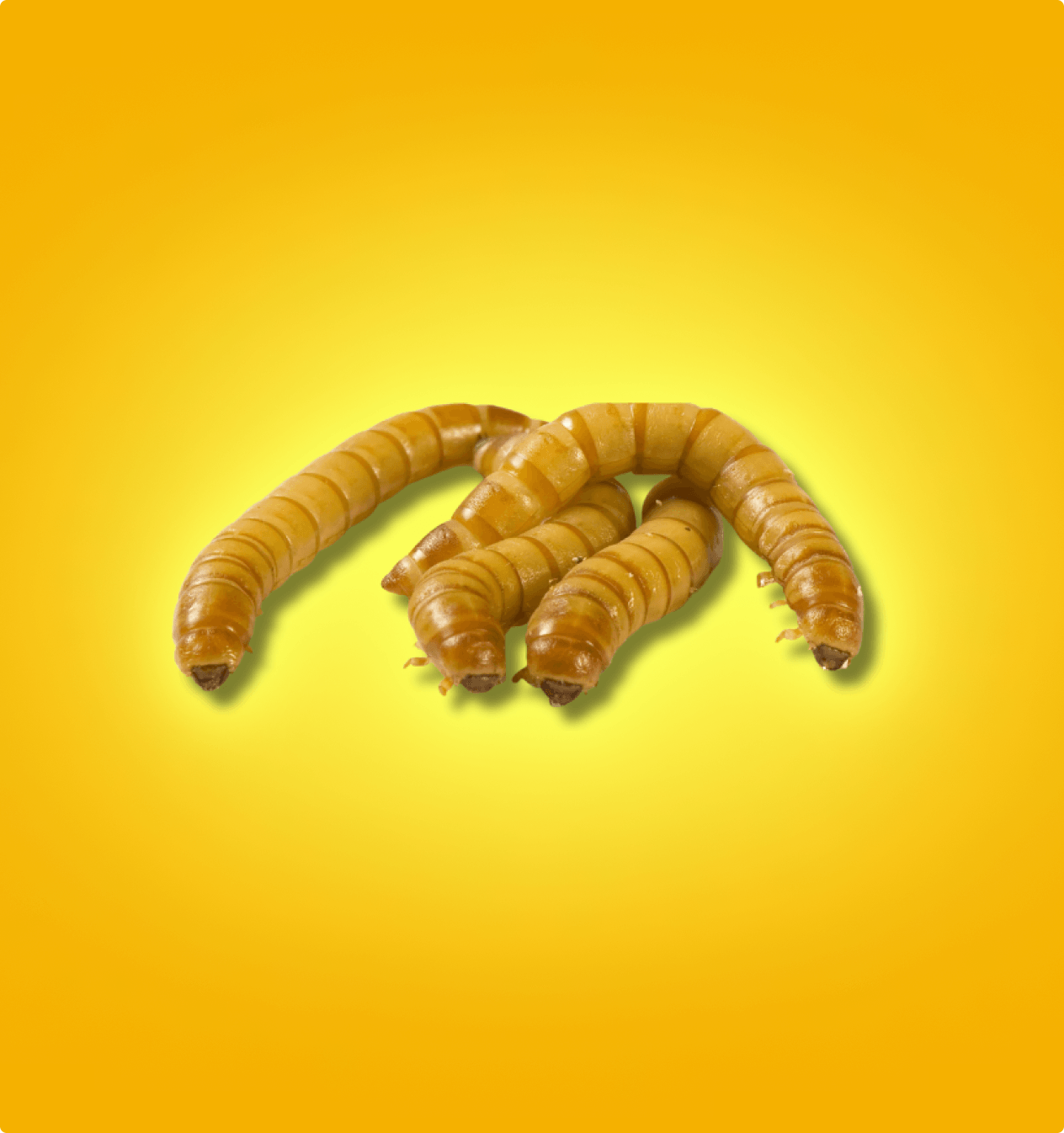 Mealworms