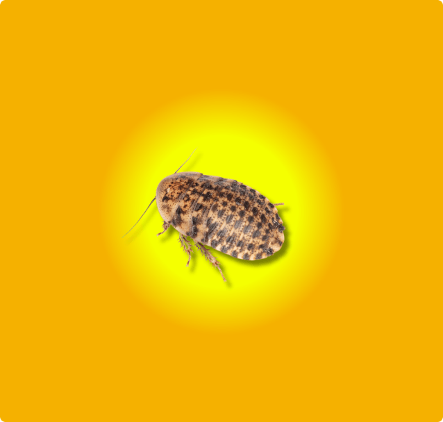 Discoid Roaches – The Feeder That Fires Up Instincts