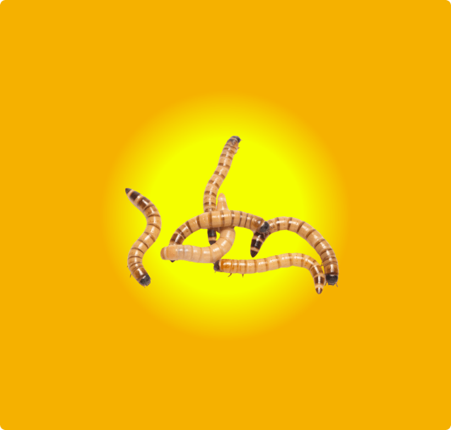 Superworms