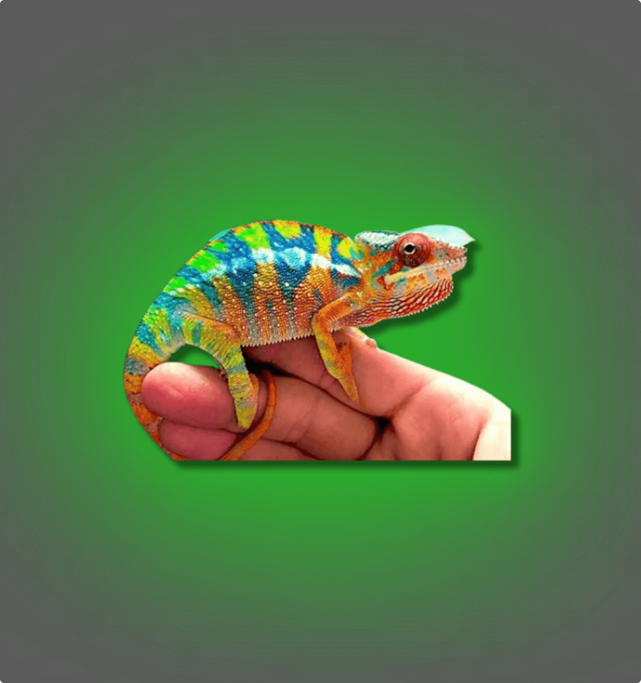 Panther Chameleon - All Angles Creatures