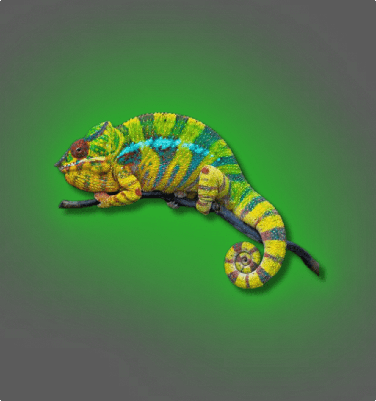 Panther Chameleon - All Angles Creatures