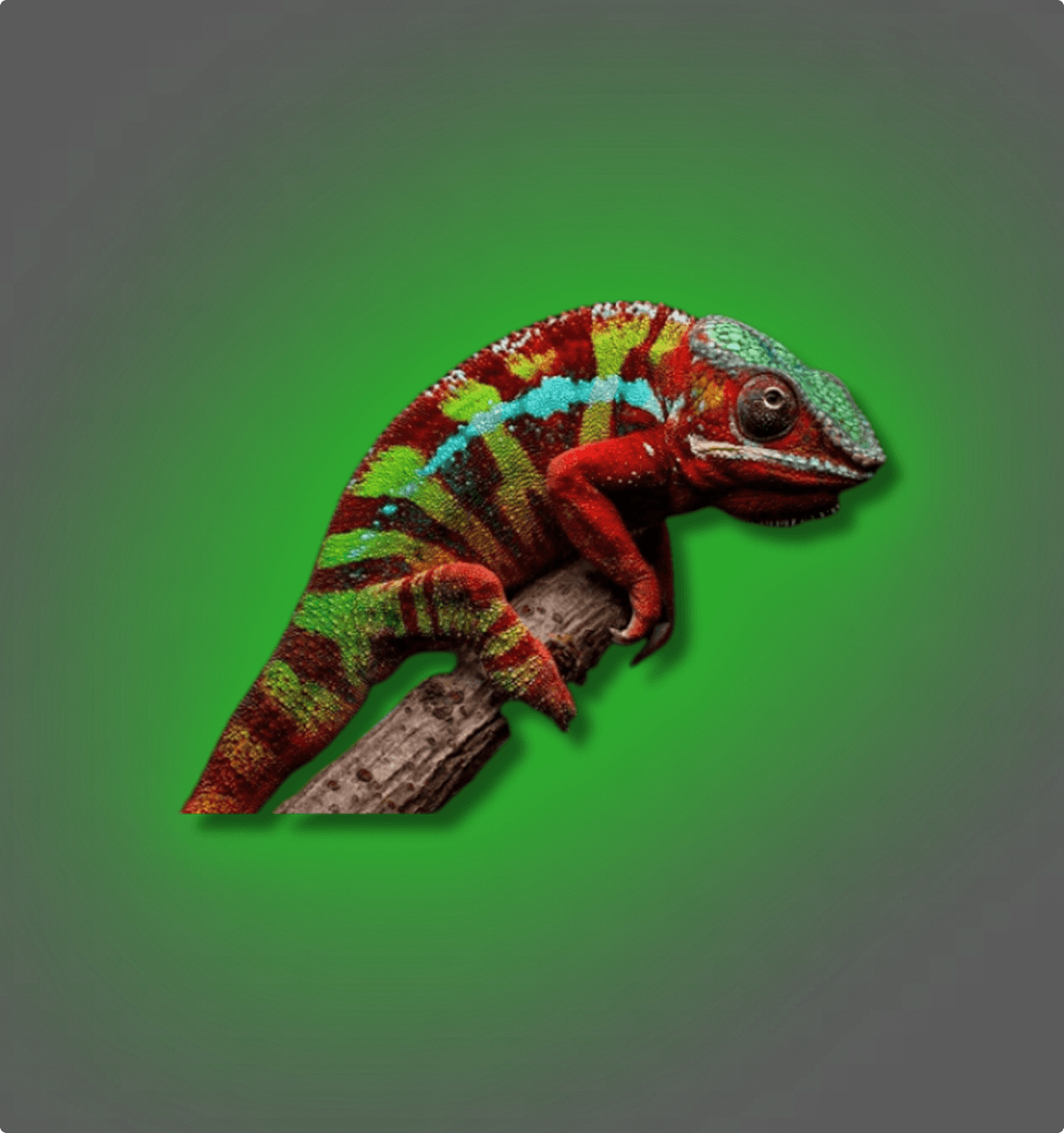 Panther Chameleon - All Angles Creatures