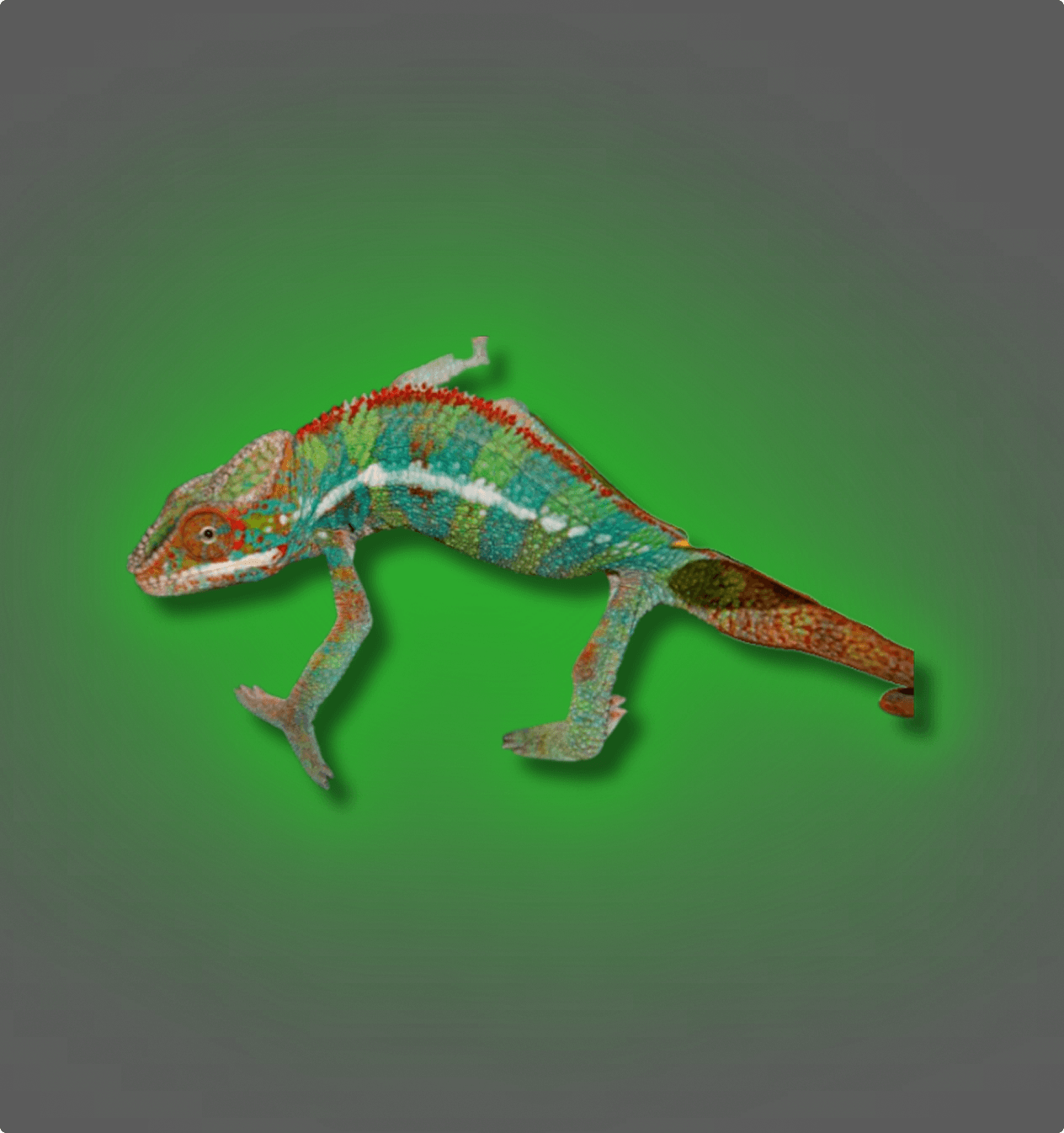 Panther Chameleon - All Angles Creatures