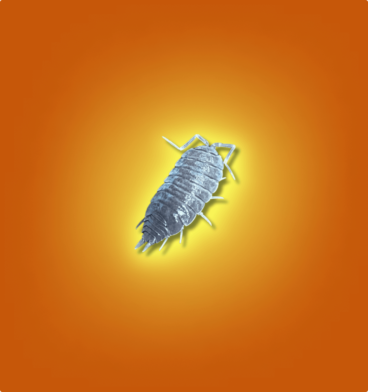 Powder Blue Isopods - All Angles Creatures