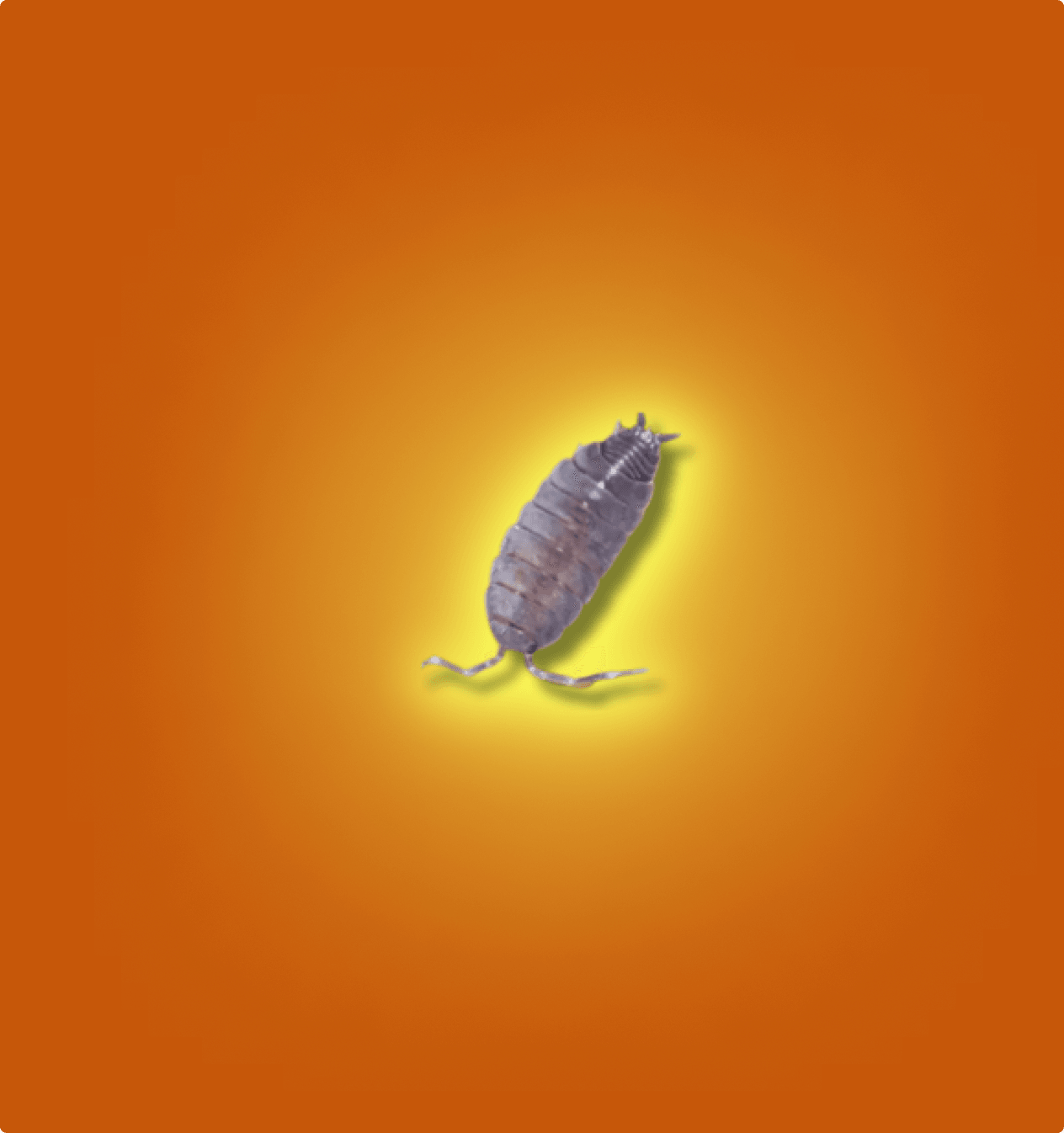 Powder Blue Isopods - All Angles Creatures