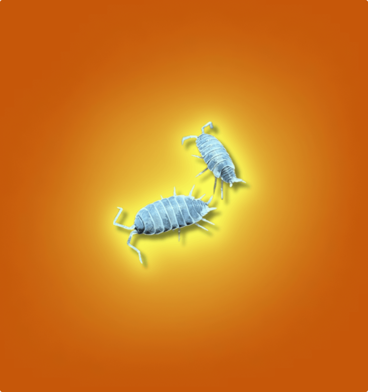 files/PowderBlueIsopodswbg3.png