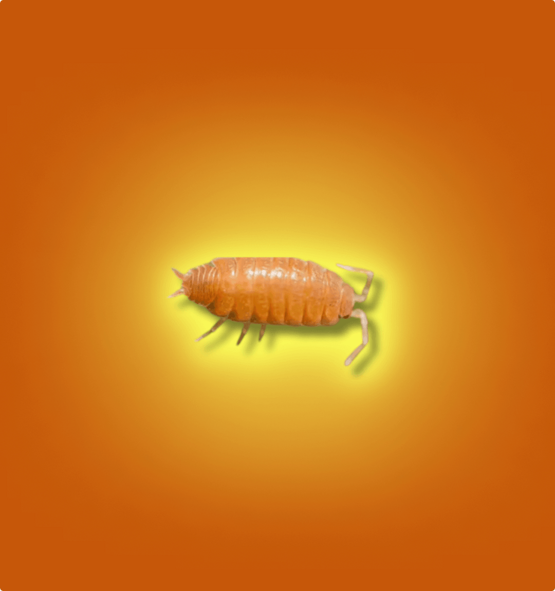 Breeders of Quality Feeder Animals & Insects | All Angles Creatures