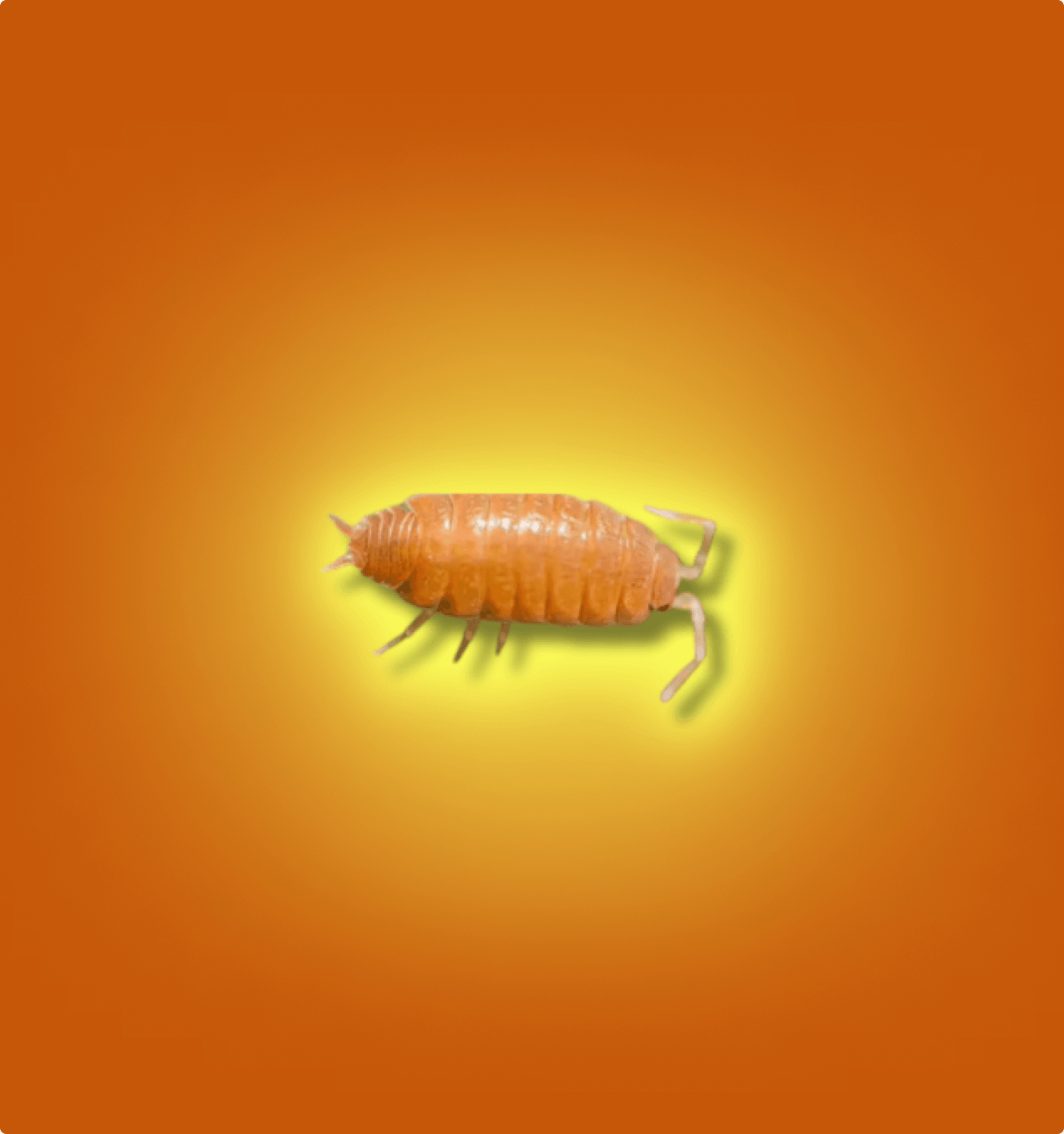 Powder Orange Isopods